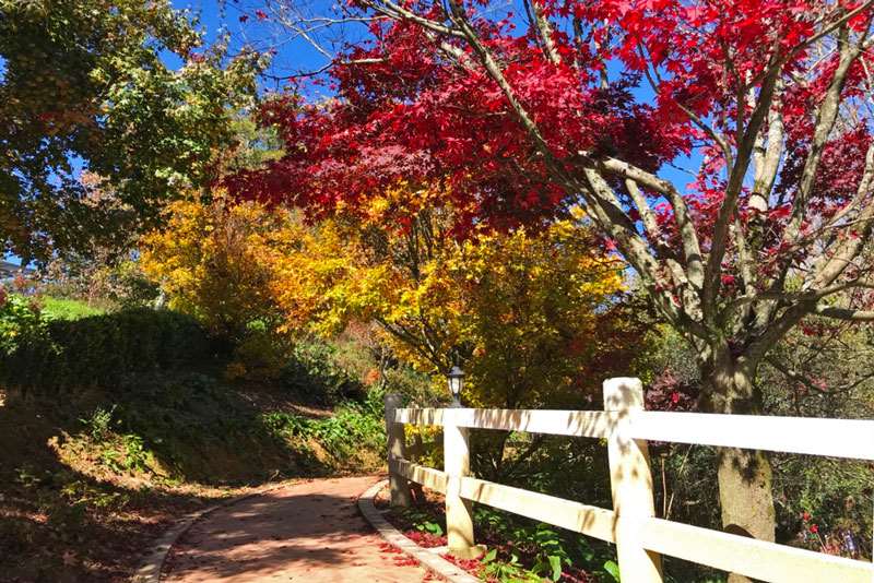 福壽山農場-賞楓、賞櫻、採蘋果