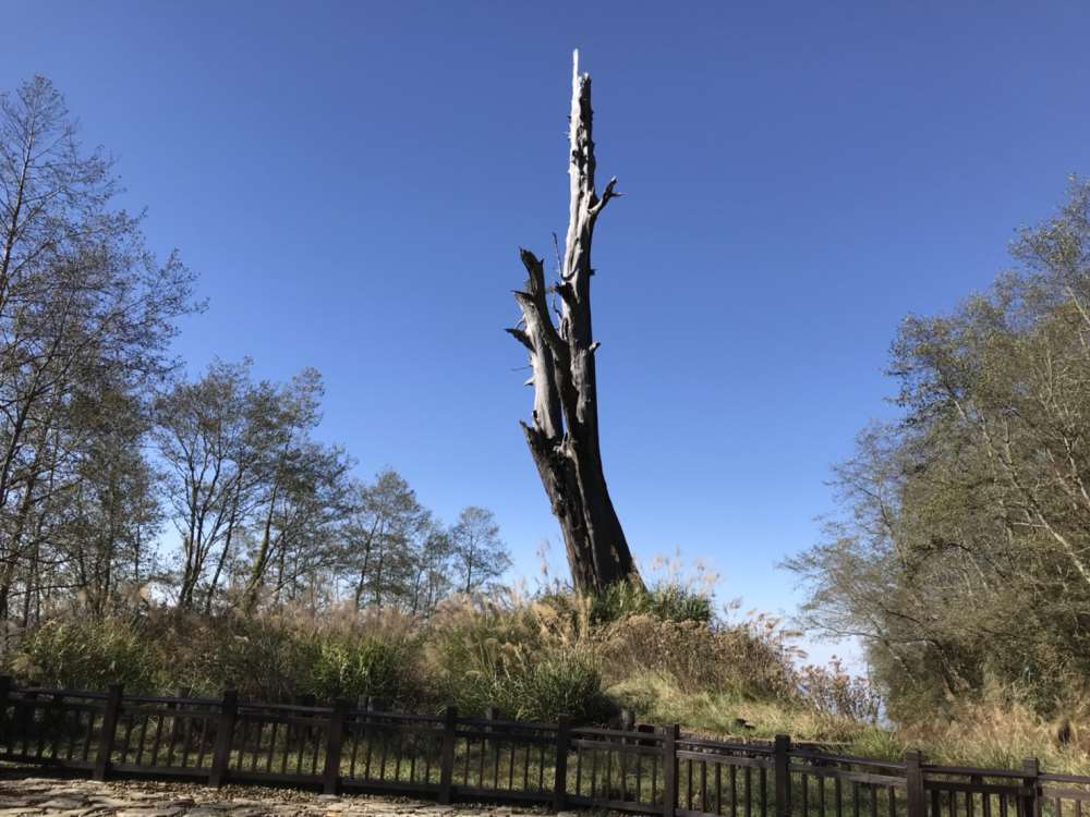 玉山國家公園-塔塔加夫妻神木(夫妻樹)