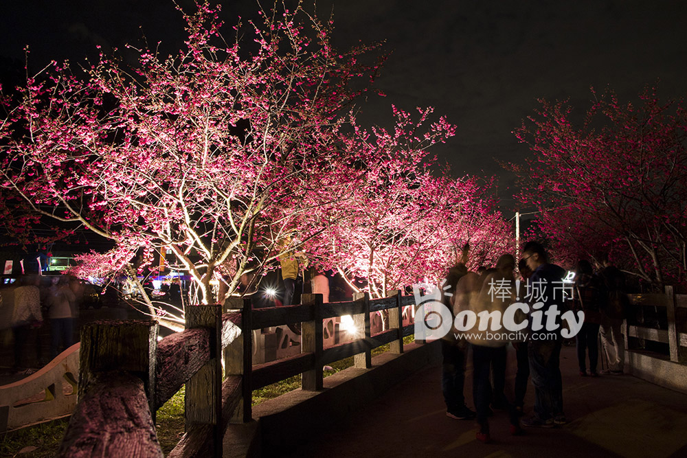 台中后里賞櫻花-泰安派出所浪漫賞夜櫻(台灣賞櫻花)