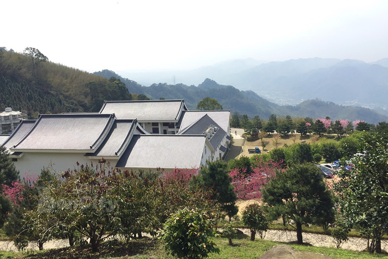 苗栗獅潭賞櫻花-蓮台山妙音淨苑 粉紅昭和櫻花道(台灣賞櫻花)