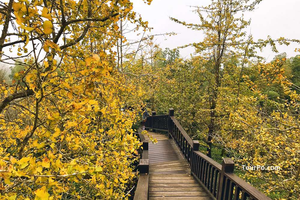 大崙山銀杏森林-武岫農圃