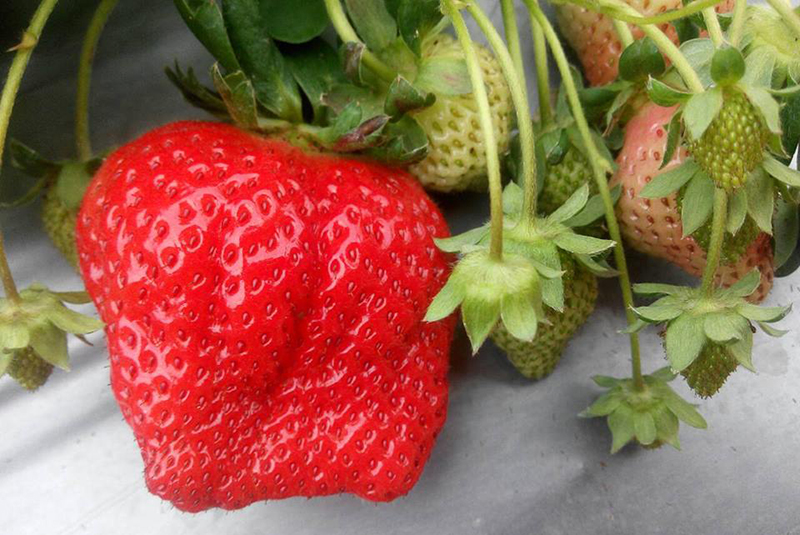 吉園圃觀光草莓園 - 祥哥草莓園/威哥草莓園