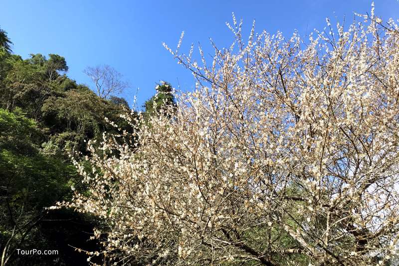 南投仁愛互助國小賞梅-彭家梅園、羅家梅園(互助國小賞梅步道)