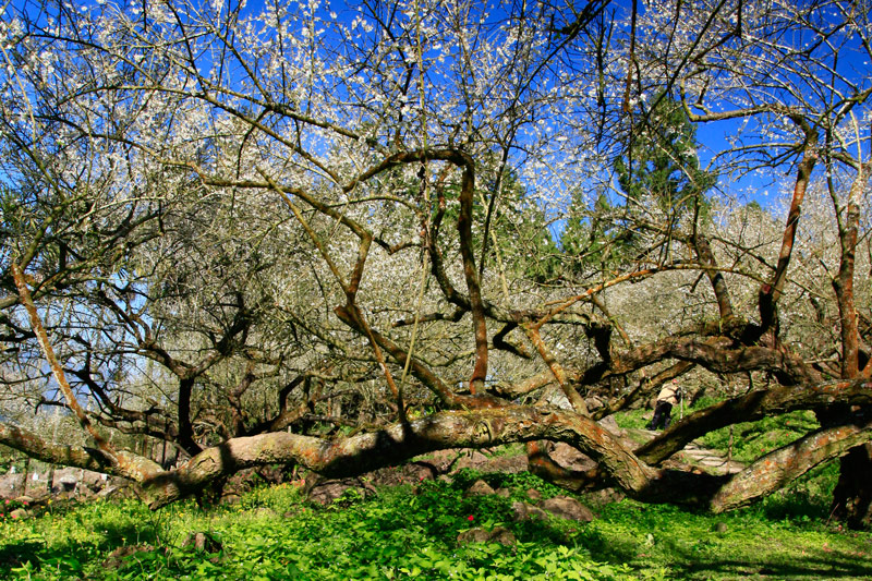烏松崙觀光梅園(台灣賞梅花)