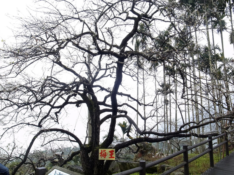 風櫃斗梅園(台灣梅花季)