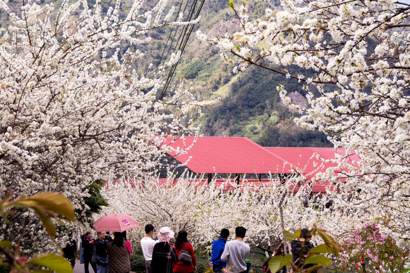 草坪頭玉山觀光茶園