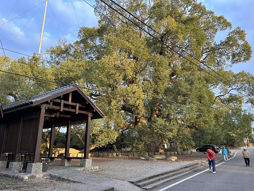 南投草屯七股神木樟樹公