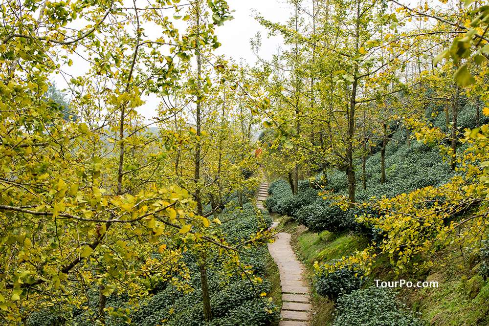 大崙山觀光茶園銀杏森林-賞黃澄澄的銀杏，大啖銀杏火鍋(2019.10更新)
