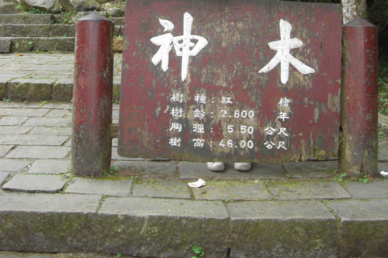 溪頭森林遊樂區