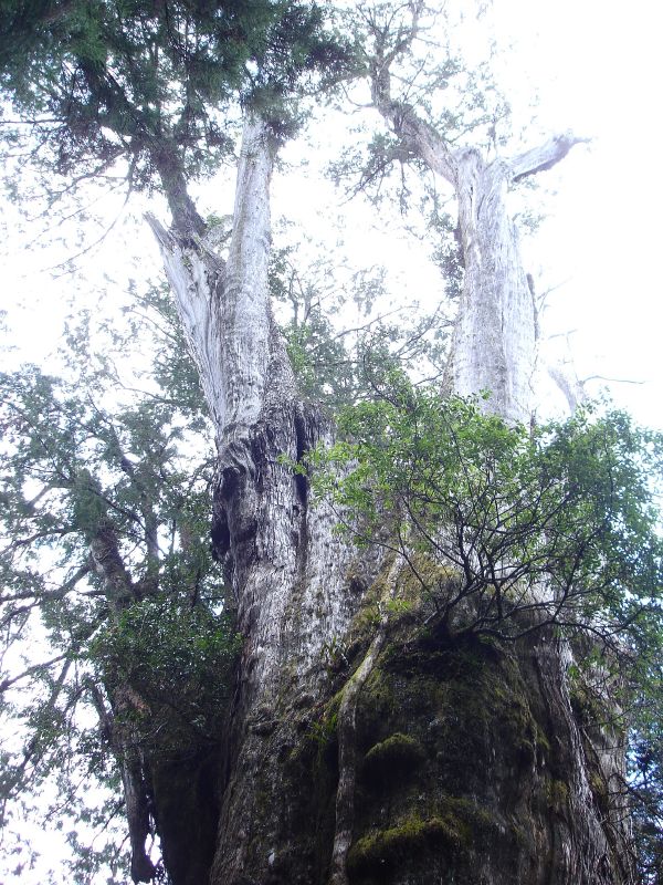 28號巨木-阿里山新八景