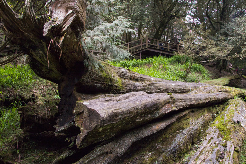 阿里山新八景-阿里山神木遺跡
