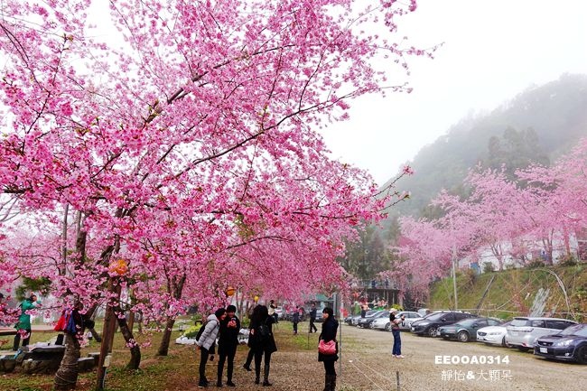 拉拉山恩愛農場(台灣賞櫻花)