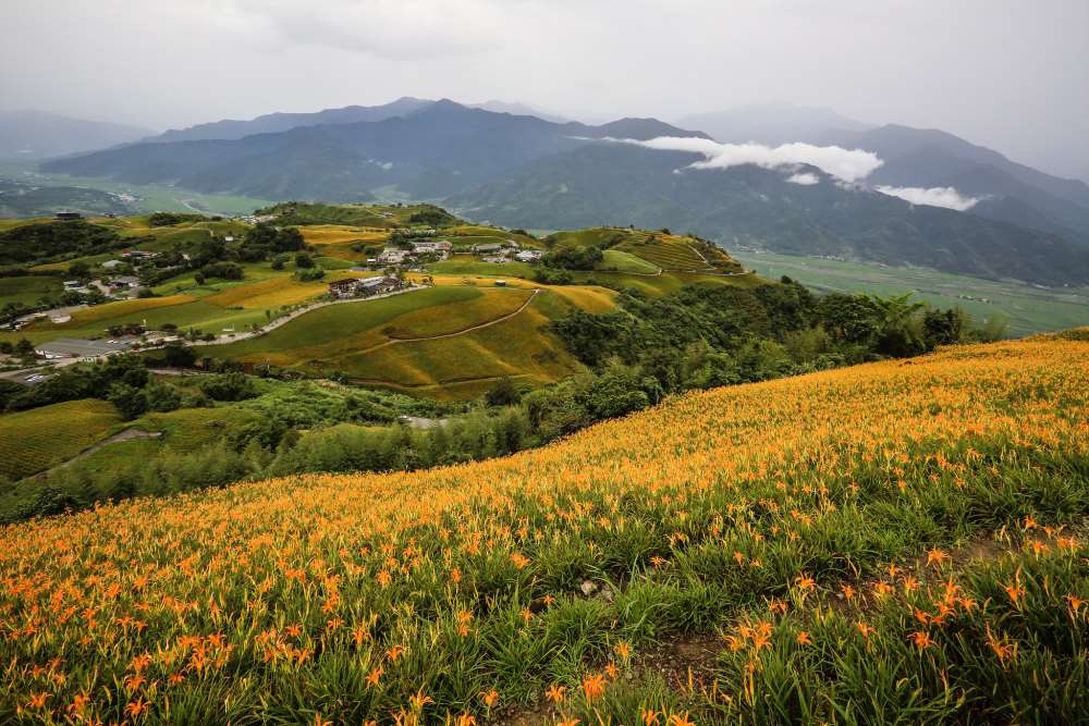 花蓮六十石山-金針花海