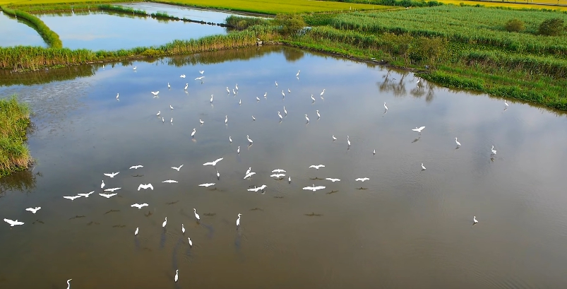 五十二甲賞鳥區