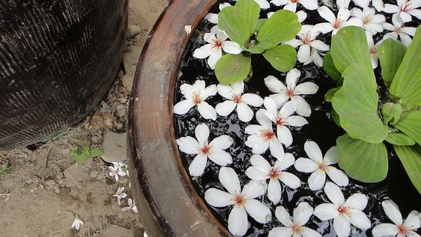 雲林古坑荷苞桐花公園