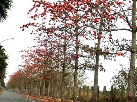 台南木棉花道熱力大爆發