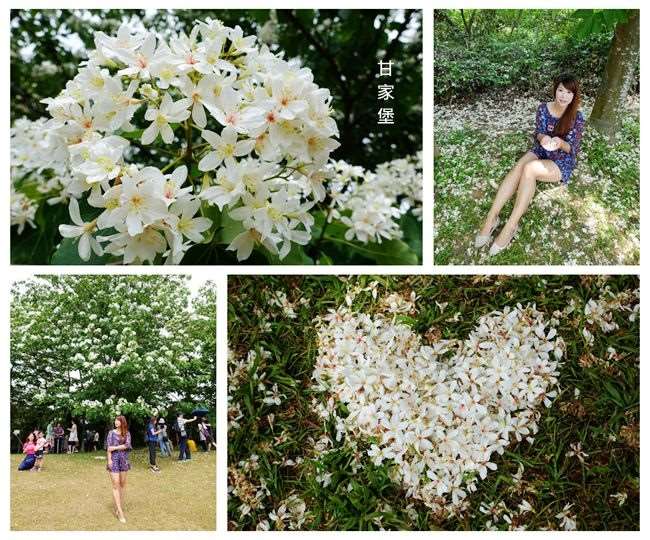 桃園賞桐花景點▶ 甘家堡 ▶ 桐花步道・桐花隧道・浪漫桐花林 2018私人賞桐花秘境
