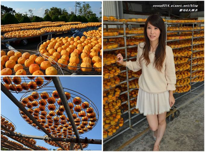 【苗栗公館】柿柿如意~拍柿子,買柿餅♥柿之鄉柿餅加工站♥