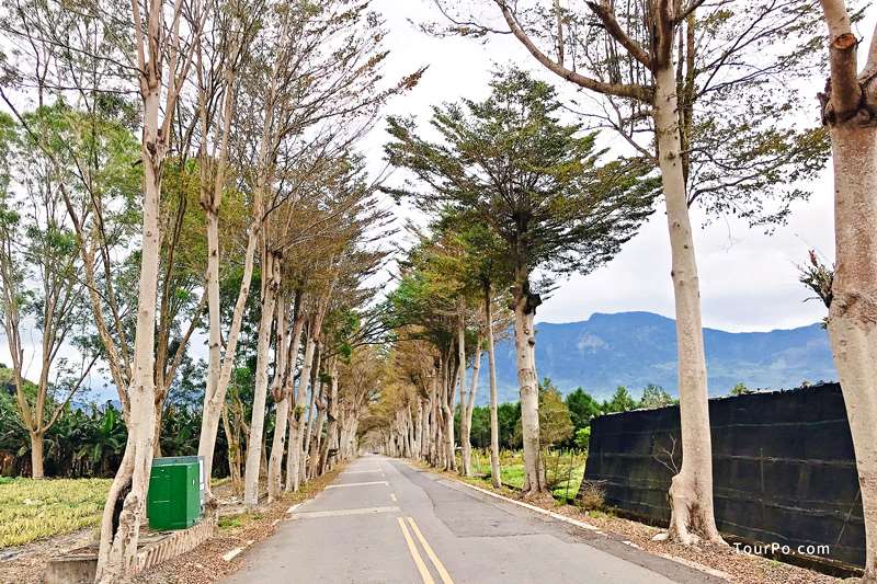 台東龍田綠色隧道