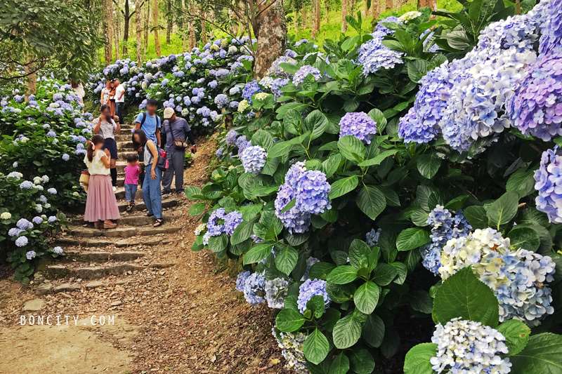 台東太麻里青山農場